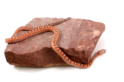 Scaleless Okeetee Corn Snake