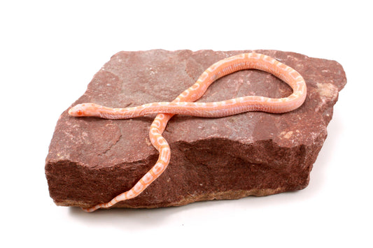 Scaleless Amel Corn Snake