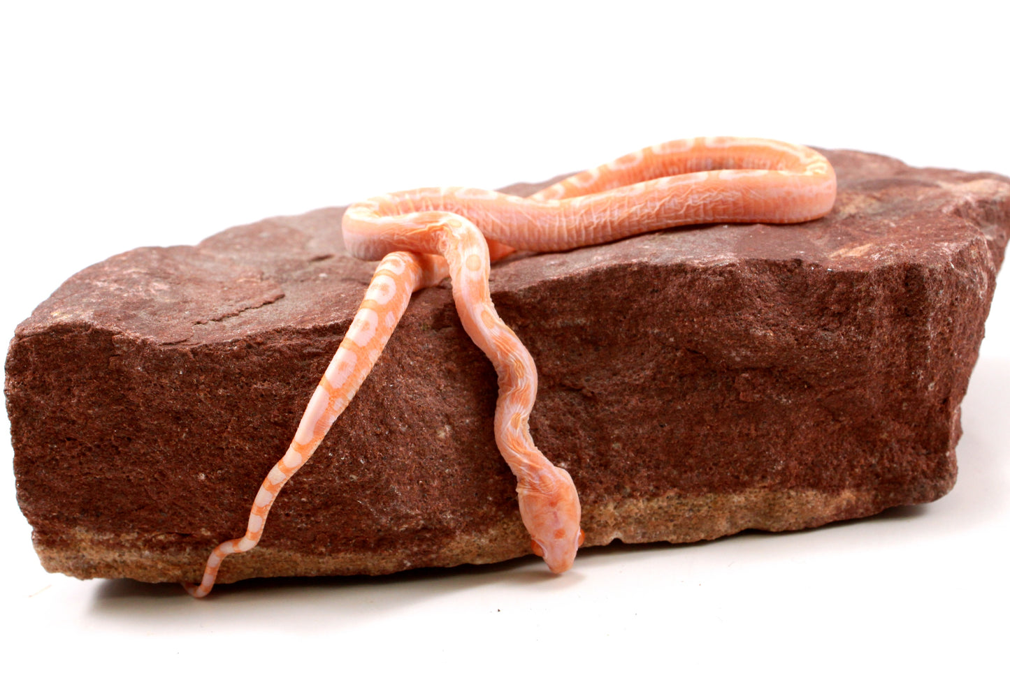 Scaleless Amel Corn Snake