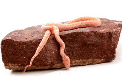 Scaleless Amel Corn Snake