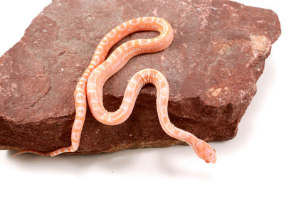 Scaleless Amel Corn Snake