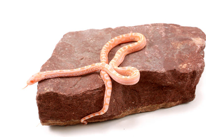 Scaleless Amel Corn Snake
