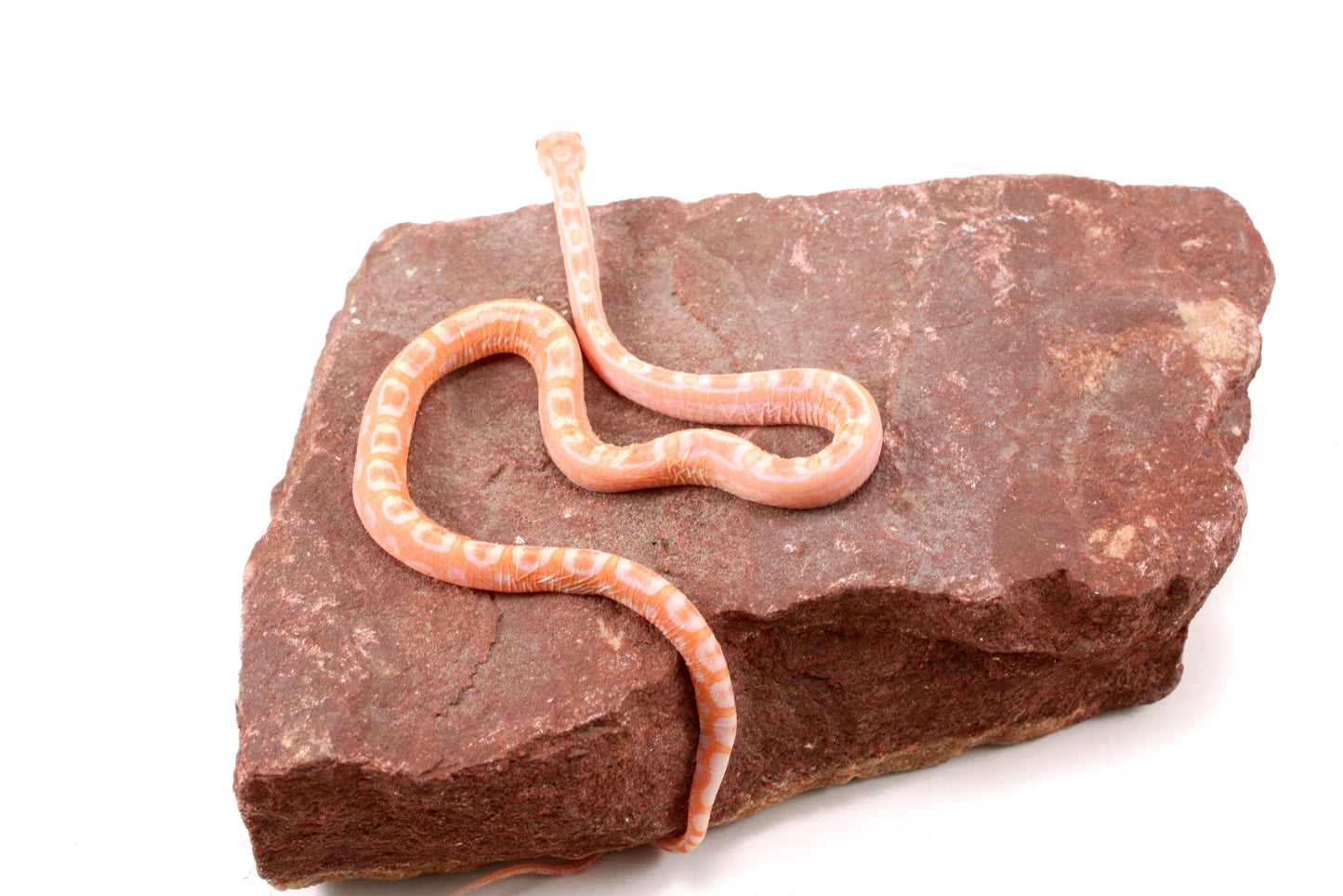 Scaleless Amel Corn Snake