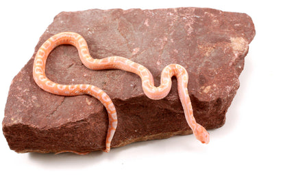 Scaleless Amel Corn Snake