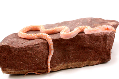 Scaleless Amel Corn Snake