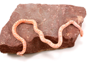 Scaleless Amel Corn Snake