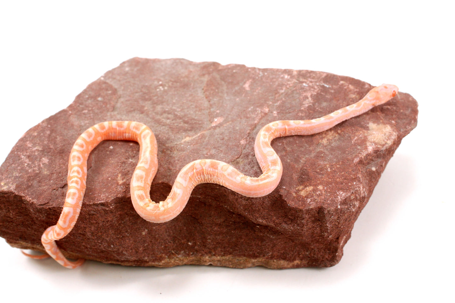 Scaleless Amel Corn Snake