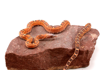 Scaleless Okeetee Corn Snake