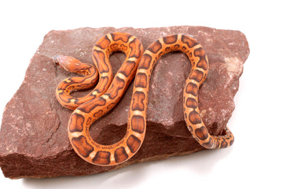 Scaleless Okeetee Corn Snake