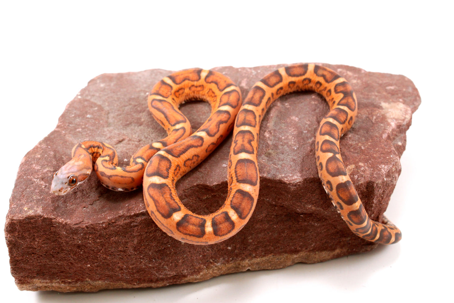 Scaleless Okeetee Corn Snake