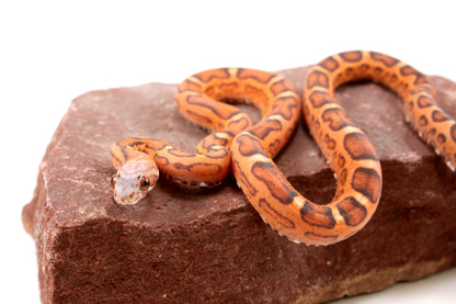Scaleless Okeetee Corn Snake