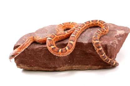 Scaleless Okeetee Corn Snake