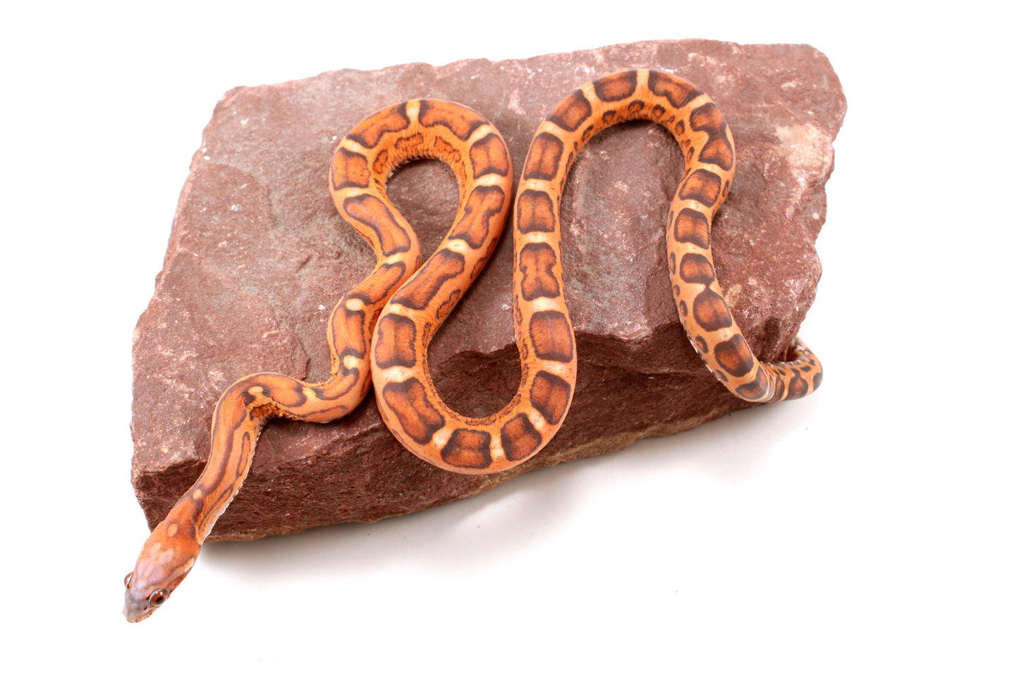 Scaleless Okeetee Corn Snake