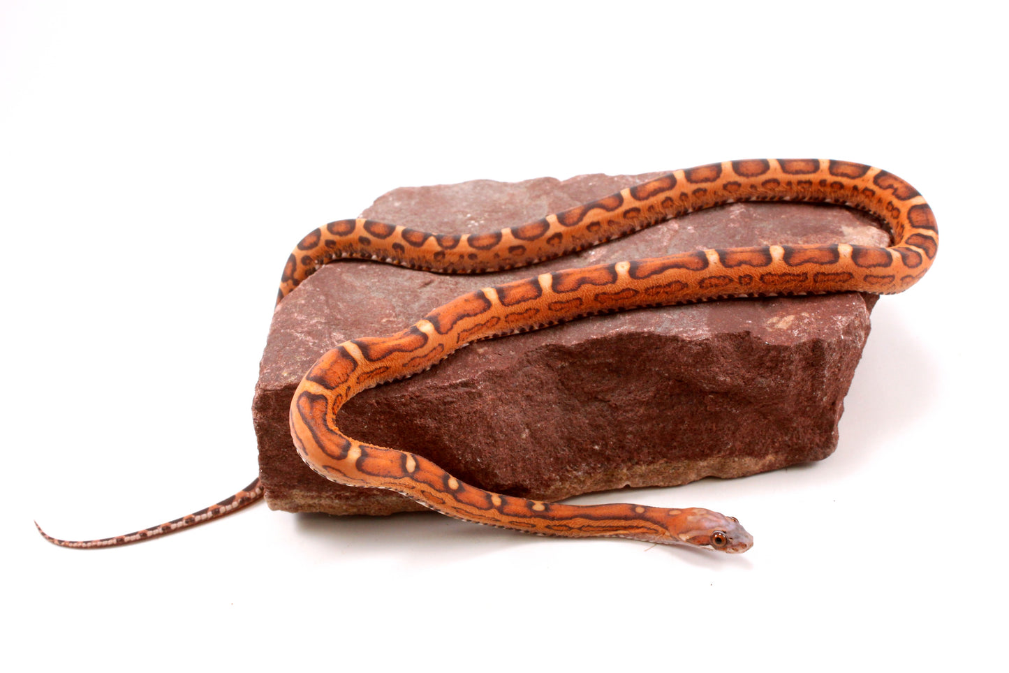 Scaleless Okeetee Corn Snake