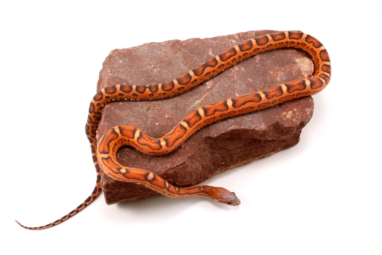 Scaleless Okeetee Corn Snake