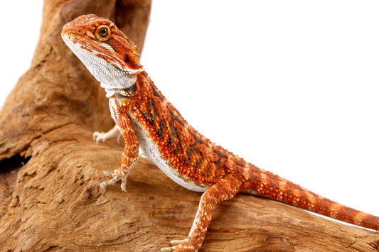 Super Red Bearded Dragon