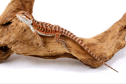 Red Bearded Dragon
