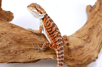Red Bearded Dragon