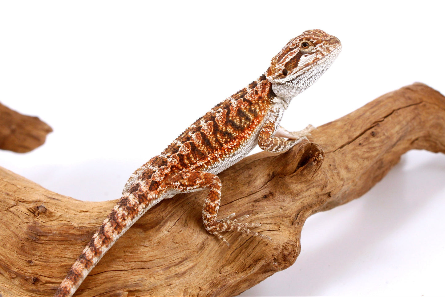 Red Bearded Dragon