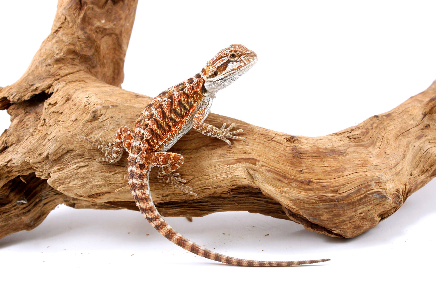 Red Bearded Dragon