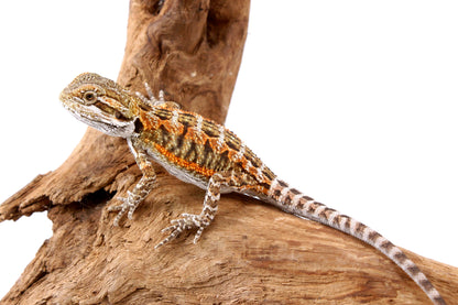 Orange Citrus Bearded Dragon