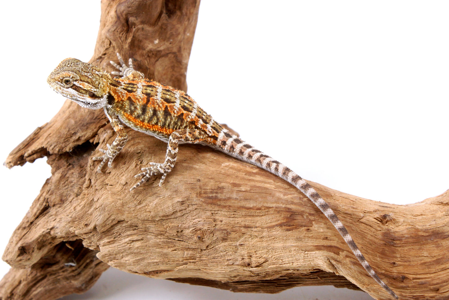 Orange Citrus Bearded Dragon