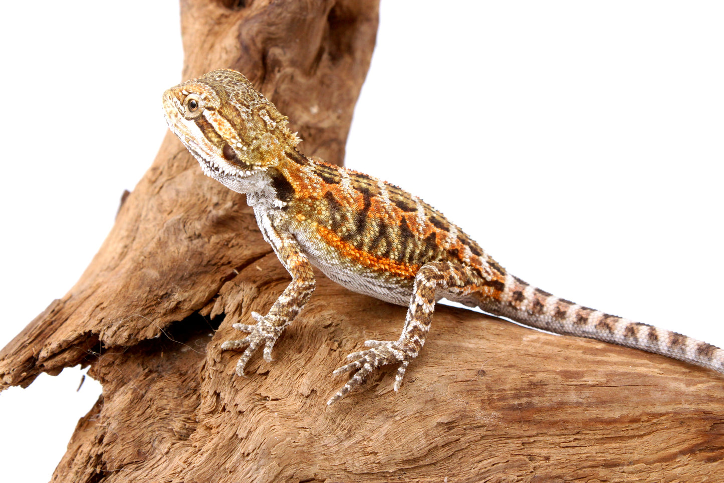 Orange Citrus Bearded Dragon