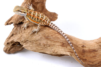Orange Citrus Bearded Dragon