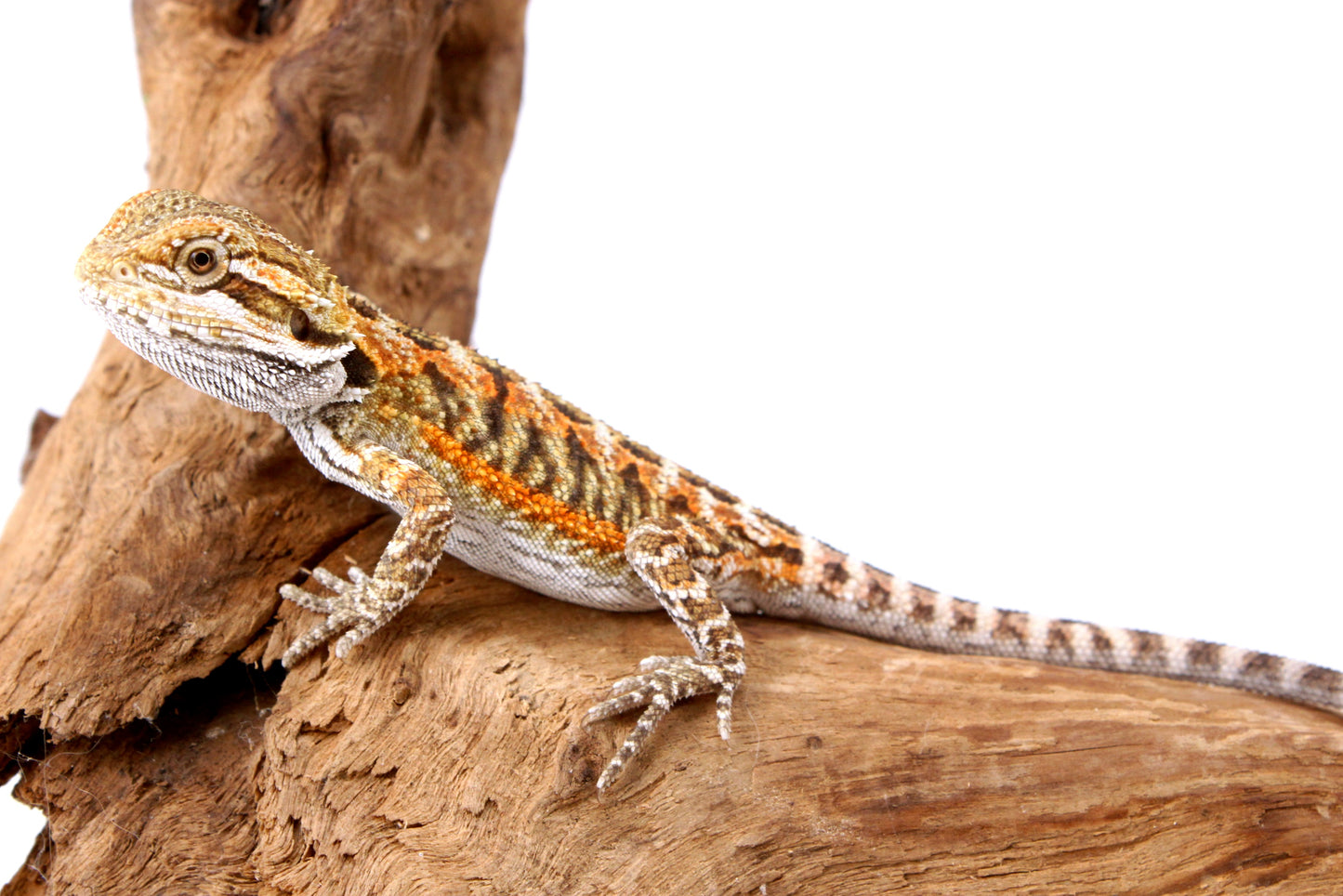 Orange Citrus Bearded Dragon
