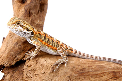 Orange Citrus Bearded Dragon