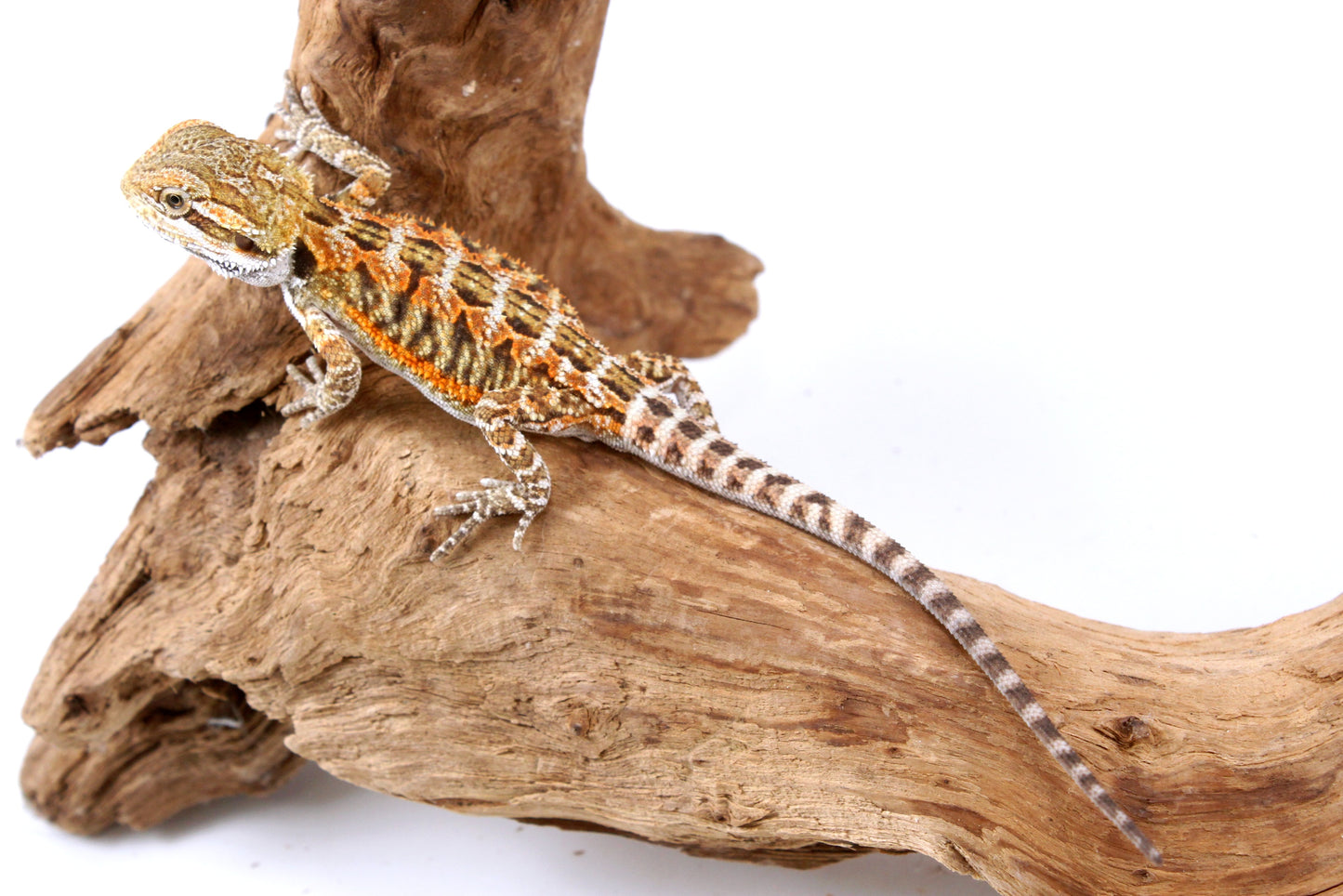 Orange Citrus Bearded Dragon