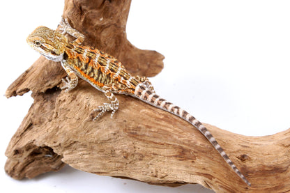 Orange Citrus Bearded Dragon