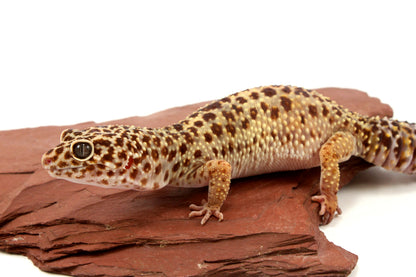 Classic Leopard Gecko