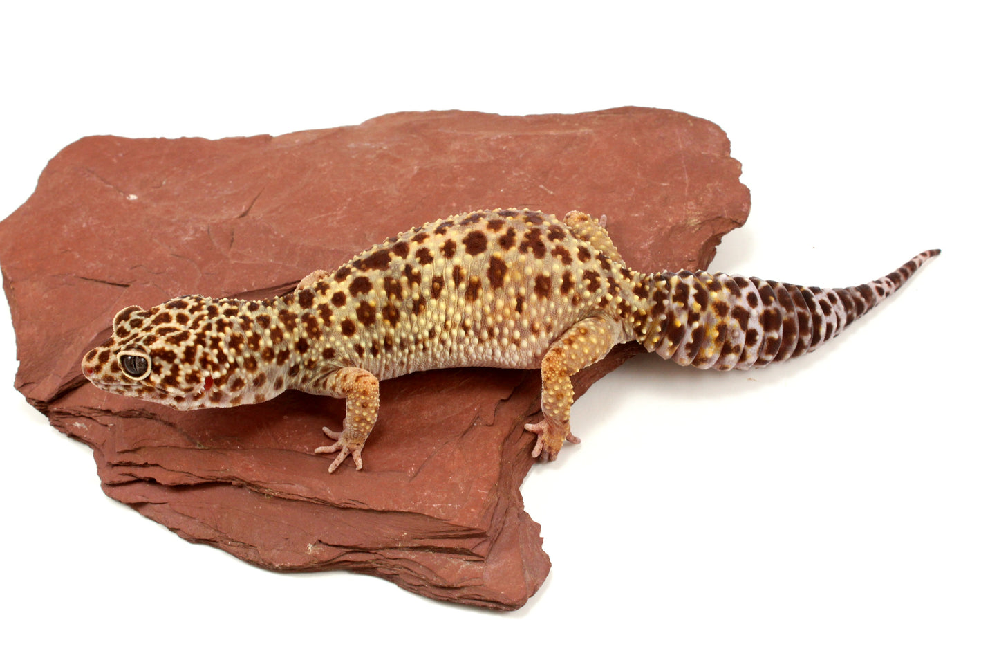 Classic Leopard Gecko