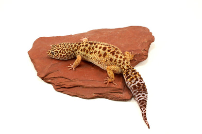 Classic Leopard Gecko