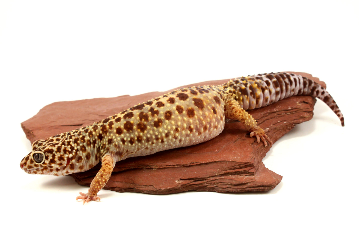 Classic Leopard Gecko