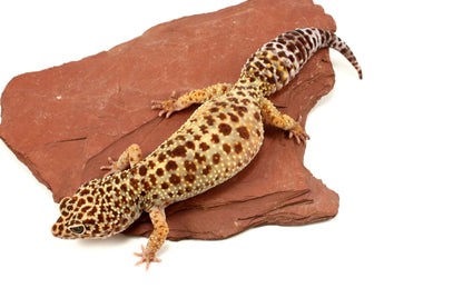 Classic Leopard Gecko