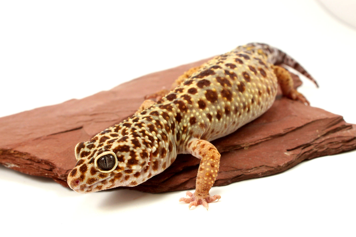 Classic Leopard Gecko