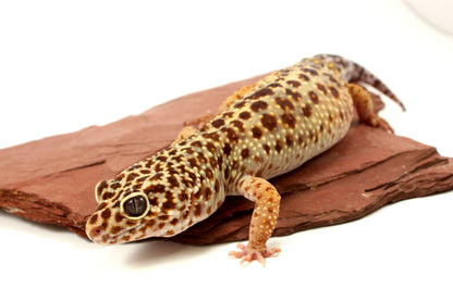 Classic Leopard Gecko