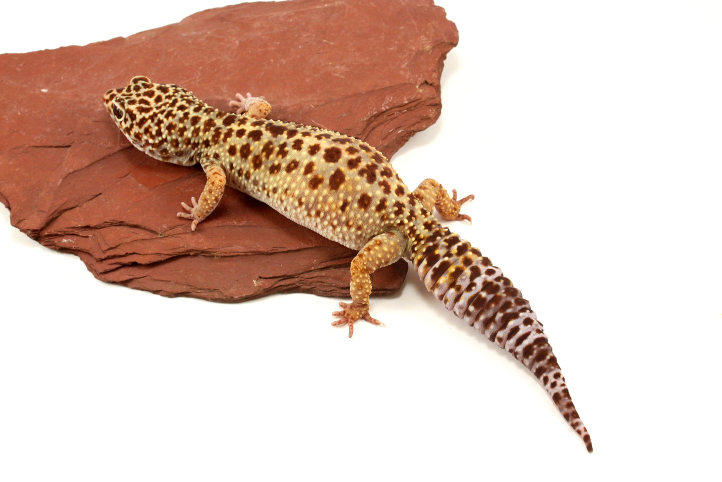 Classic Leopard Gecko