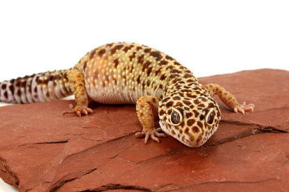 Classic Leopard Gecko
