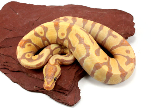 Banana Enchi h. Clown Ball Python