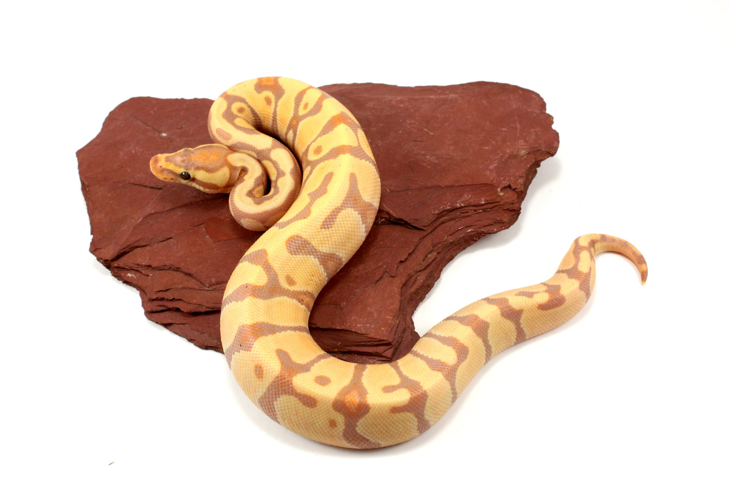 Banana Enchi h. Clown Ball Python