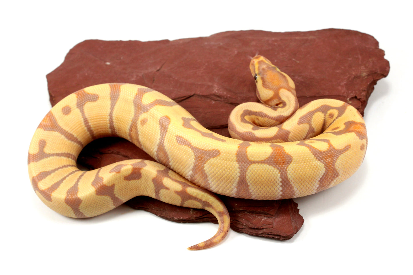 Banana Enchi h. Clown Ball Python