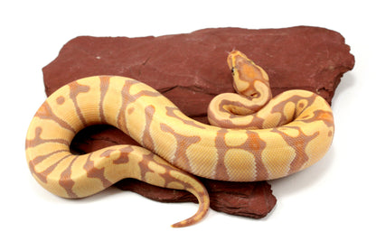 Banana Enchi h. Clown Ball Python