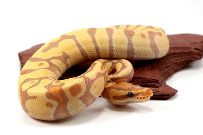 Banana Enchi h. Clown Ball Python