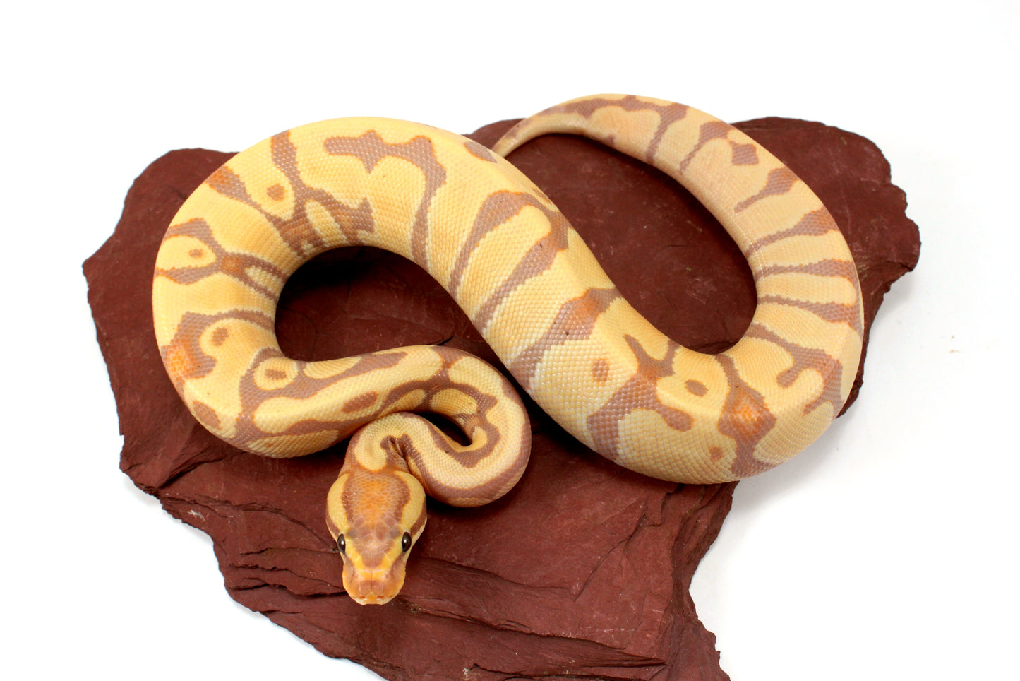 Banana Enchi h. Clown Ball Python