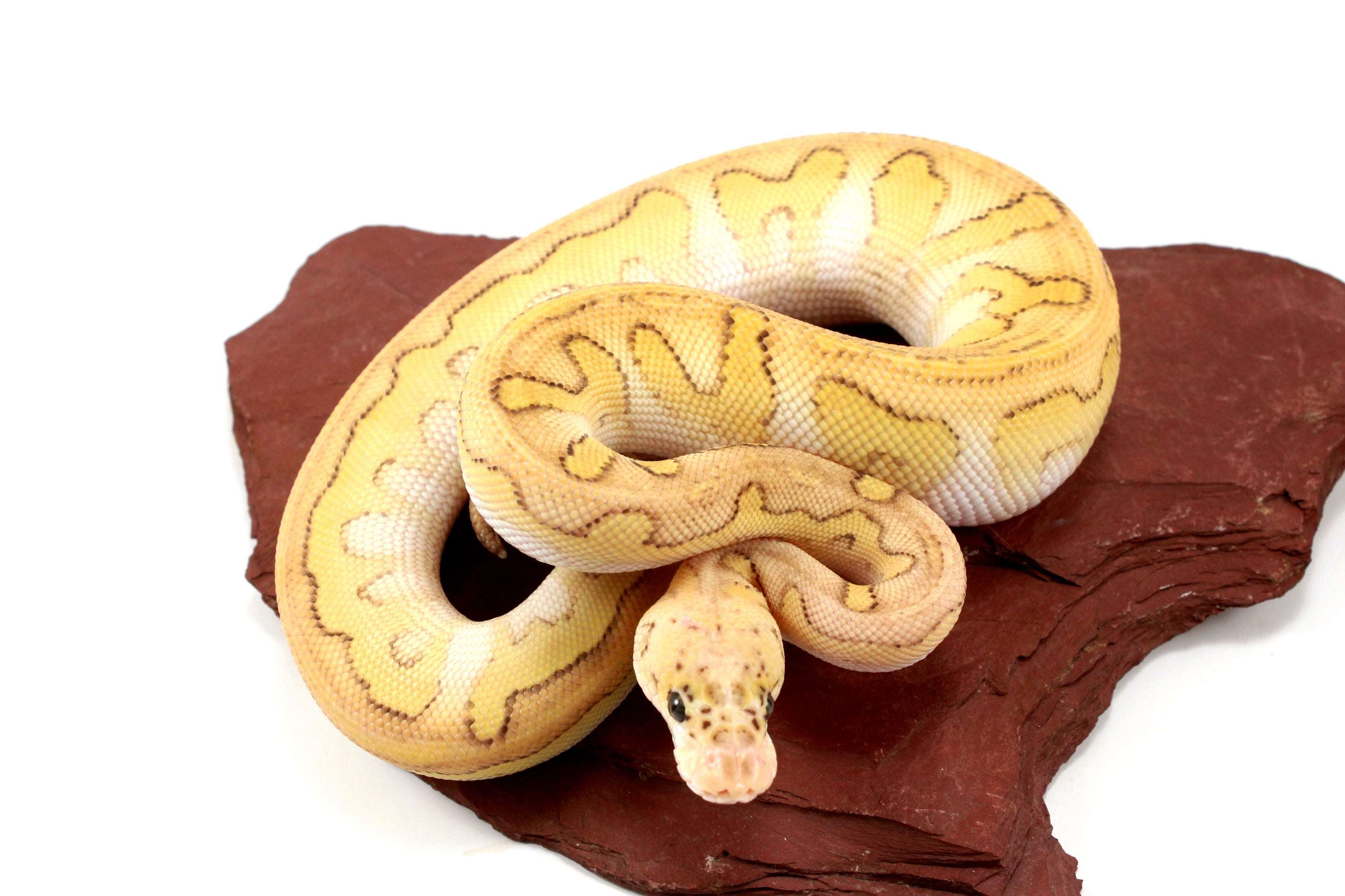 lesser poss yellow belly asphalt female ball python by... Pastel Lesser Clown Yellow Belly Ball Python - All Reptiles