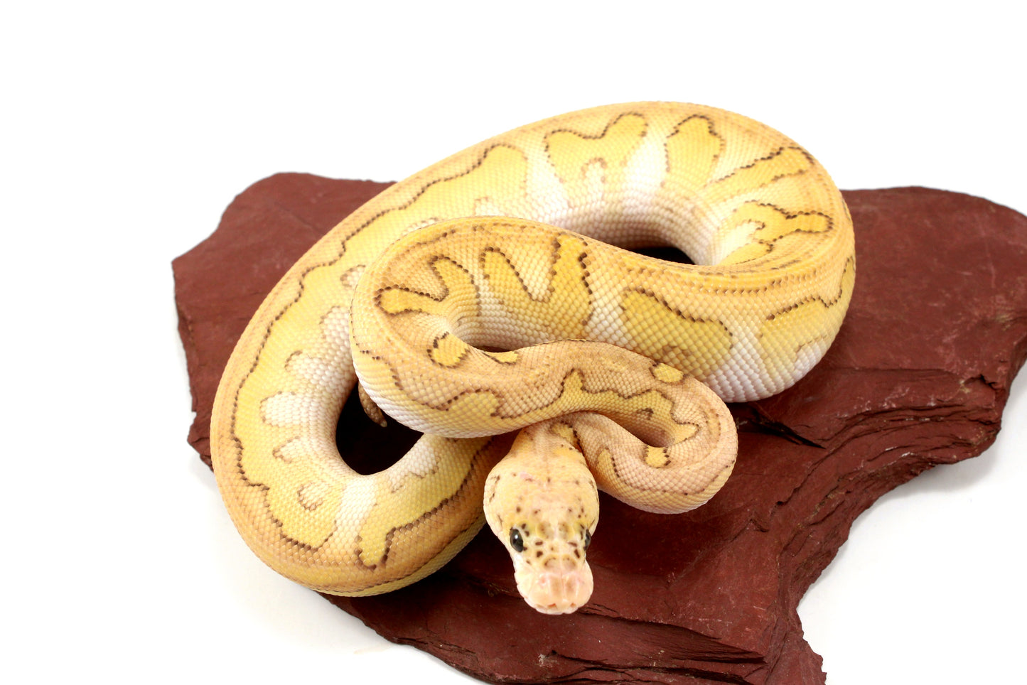 Pastel Lesser Clown Yellow Belly Ball Python +