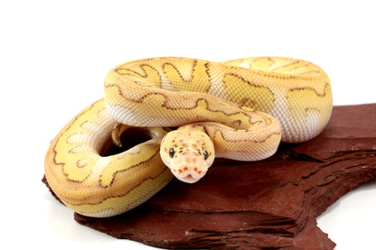 Pastel Lesser Clown Yellow Belly Ball Python +